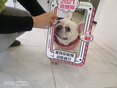 -艾吉宠物医院·疑难杂症转诊中心·猫友好(碧江路院)