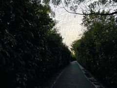 景点-华侨城湿地公园