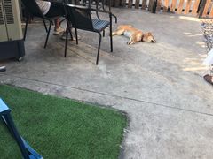 -柴犬高等学院·狗咖·柴犬售卖·宠物训练