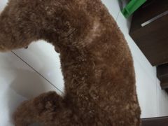 光景动物医院(江南中店)-瑞派动物医院·绝育·犬猫全科·预防医学(光景江南中店)