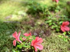 -西芳寺(苔寺)