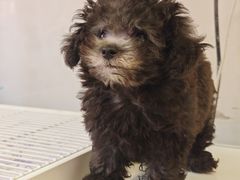 -翊宠yipet猫狗购宠庄园犬舍•猫舍