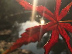 -秋霞圃