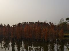 -白鹭湾湿地公园