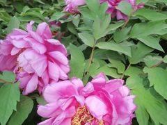 -莲花池公园