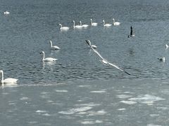 -烟墩角天鹅湖