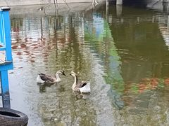 -北京鹿世界主题园