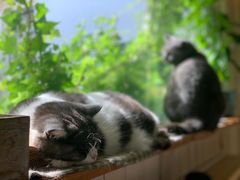 -海边的猫和咖啡馆