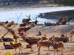 -北京麋鹿生态实验中心