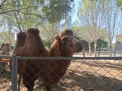 -长白岛森林公园