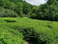 -大屏嶂森林公园