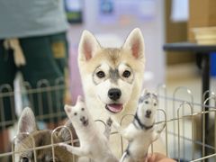 -国际非物质文化遗产博览园
