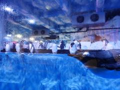 -芜湖新华联大白鲸海洋公园