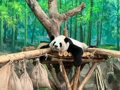 -灵玲国际马戏城