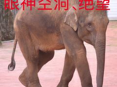 -贵州森林野生动物园