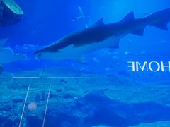 -迪拜水族馆及水下动物园