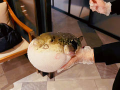 -鲐赏河豚(长寿店)
