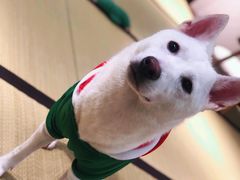 -逗柴咖啡屋·狗咖猫咖宠物桌游
