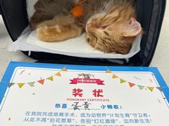 -纳吉亚猫专科动物诊疗中心(蒋宅口分院)