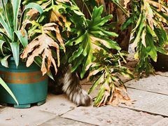 -重庆十八梯传统风貌区