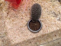 -悠尼宠物·独立低压伊珊娜洗护·美容·寄养(兰谷路店)