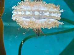 -暹罗海洋世界