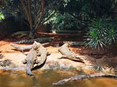 -海南热带野生动植物园