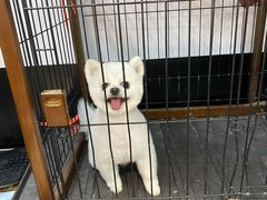 -宠物家(角门东店)