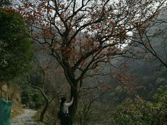 -大罗山风景区