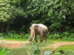-广州长隆野生动物世界