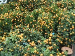 -龙大花卉苗木市场