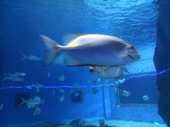 -北戴河圣蓝海洋公园