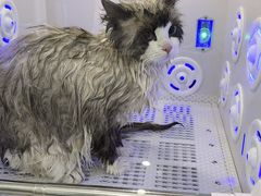 -爱洗澡的猫(望京店)