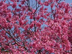 -天适樱花悠乐园