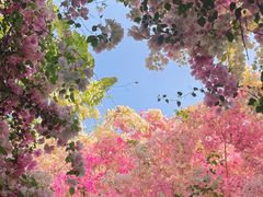 -深圳国际园林花卉博览园