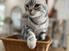 -共舞时光猫咖·狗咖(新街口店)
