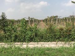 -菊园百果园