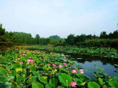 -渡海小渔村.老辈日照菜