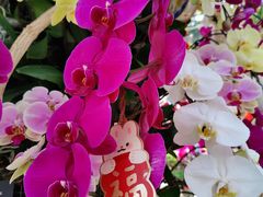 -北京植物园-展览温室