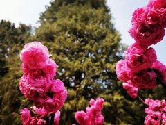 -香山公园