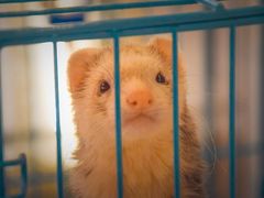 -浣熊柯尔鸭土拨鼠·电玩咖