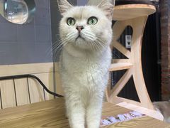 -豆逗聊愈猫阁Easy Life