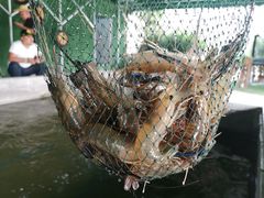 -会江钓鱼钓虾烧烤场