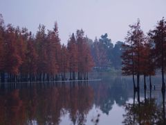 -白鹭湾湿地公园