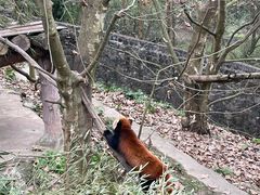 -都江堰中华大熊猫苑