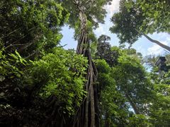 -西双版纳原始森林公园