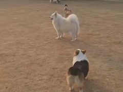 -趣玩宠物乐园寄养训犬训狗游泳池