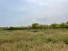 -西青郊野公园