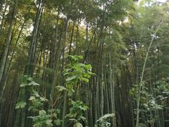 -同里国家湿地公园