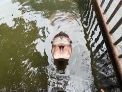 -海南热带野生动植物园